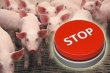 Эпидемия АЧС срывает планы экспорта российской свинины