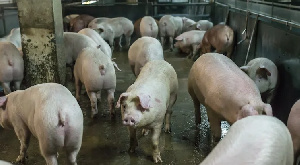 «Русская аграрная группа» не стала реализовывать в Черноземье проект за 3 млрд рублей