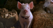 Для приморских свиней выделят 130 миллионов рублей
