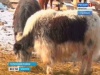 В Тулунском районе будут разводить яков