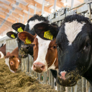 АО «Рассвет» признали лучшим свиноводческим хозяйством Краснодарского края в 2021 году