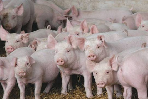 На заповедной территории чувашей в Белебеевском районе Башкирии власти решили построить свинокомплекс