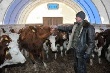 Герефорды для Приамурья. Область собирается обеспечить мясом весь Дальний Восток Герефорды для Приамурья. Область собирается обеспечить мясом весь Дальний Восток