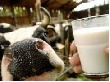 В Мурманской области коров стало больше, а молока меньше