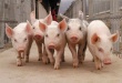 В ускоренное развитие свиноводства в Тамбовской области планируется инвестировать 12,8 млрд рублей