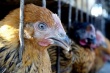 В Красноярском крае сократилось поголовье сельскохозяйственной птицы