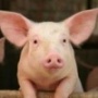 Задержано 40 тонн зараженной свинины непонятного производства