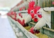 В Омской области открылась новая птицефабрика