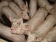 На Урале собираются создать генетические центры по выращиванию свиней