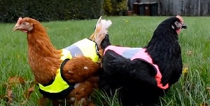 Жилеты безопасности для кур