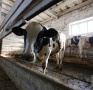 На фоне продовольственных санкций курганские фермеры заявляют о крахе отечественного животноводства
