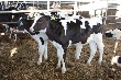 В Хабаровский край везут австралийский скот