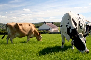 В Казахстане завершено строительство откормочной площадки на 3000 голов скота