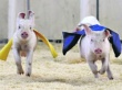 Правила для частных свинарников. Министерство сельского хозяйства собирается установить четкий порядок содержания свиней в личных подворьях населения