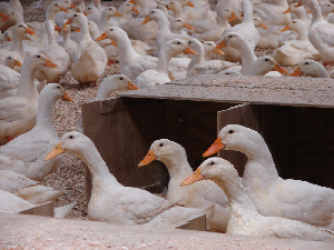 Утиная ферма в Ставропольском крае становится производством полного цикла