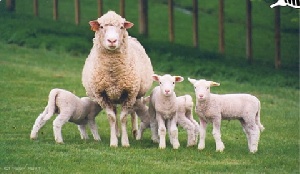 В Липецкой области свиньи и овцы заменяют коров