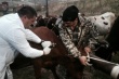 Казахстанские ветеринары начали массовую вакцинацию скота
