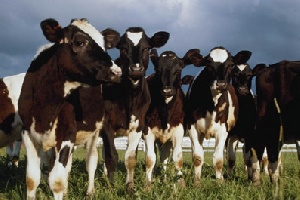Татарстан: куда подевались коровы