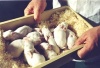 В Нижнетавдинском районе будут производить больше мяса и молока