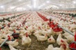 Украинская Владимир-Волынская птицефабрика планирует отказаться от антибиотиков