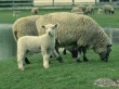 Больных бруцеллёзом овец завезли в Малоярославецкий район из Дагестана
