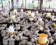 Росстат: Россия увеличила производство мяса и молока