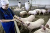 Ставка на свинину. Российские агрохолдинги наращивают производство свиного мяса