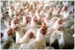Десятки тысч куриц ежедневно гибнут на вологодчине из-за кризиса