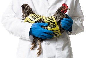 В Калининграде обнаружен птичий грипп