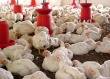 Птицеводы увеличили производство мяса, но уменьшили выпуск яиц