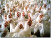 Приостановлен ввоз в Калининград более 20 тонн куриного мяса из Франции