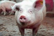 Зараженных африканской чумой свиней в Липецкой области не выявлено