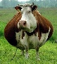 Омские коровы вновь пошли на рекорд