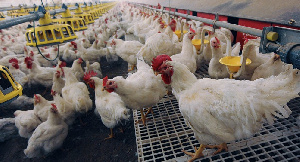 Орловскую птицефабрику «Птичий дворик» выкупило московское ООО «Продмит»