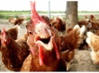 ​Азербайджан может приостановить импорт птичьего мяса из США
