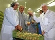 Лисовский и куры Лисовский и куры
