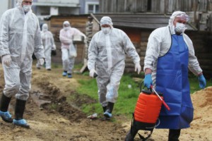 Число официально подтвержденных случаев АЧС на территории Польши вплотную приблизилось к трем десяткам