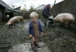 Кто даст свинины? Белорусские хозяйства боятся восстанавливать свиное поголовье