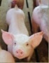 Казахстан: Жертвами засухи стали и свиноводы