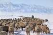 В 2015 году в Монголии пройдет международная конференция государств с кочевым животноводством