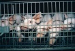 Архангельск: АЧС нет, но ограничения на торговлю свининой остаются