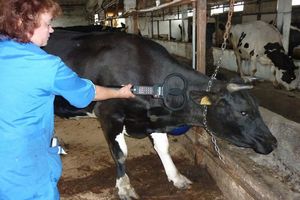 Ветеринары в Кабардино-Балкарии в 2019 году идентифицируют весь домашний скот в регионе