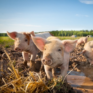 Свинокомплекс «Мираторга» в Белгородской области оштрафовали на 1,8 млн рублей сотрудники Росприроднадзора