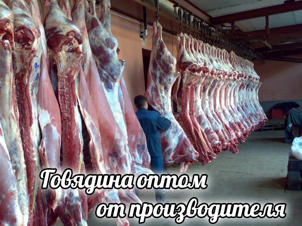 Мясо говядины оптом от производителя