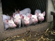 Беларусь запретила ввоз продукции свиноводства из Ростовской области