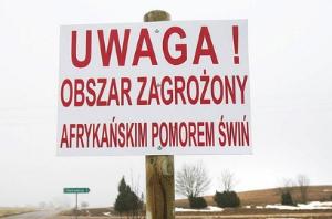 Новая вспышка АЧС в Польше поразила более 8000 свиней