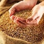 Мировые цены на зерно в следующем году будут высокими