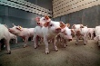 Правительство Венгрии снизит НДС на свинину