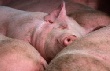 За год поголовье свиней в Саратовской области сократилось на 20%