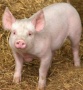 Новые вспышки африканской чумы свиней зарегистрированы в Литве